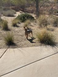 Found/Stray Male Dog last seen Atwell community /dr, Banning, CA 92220