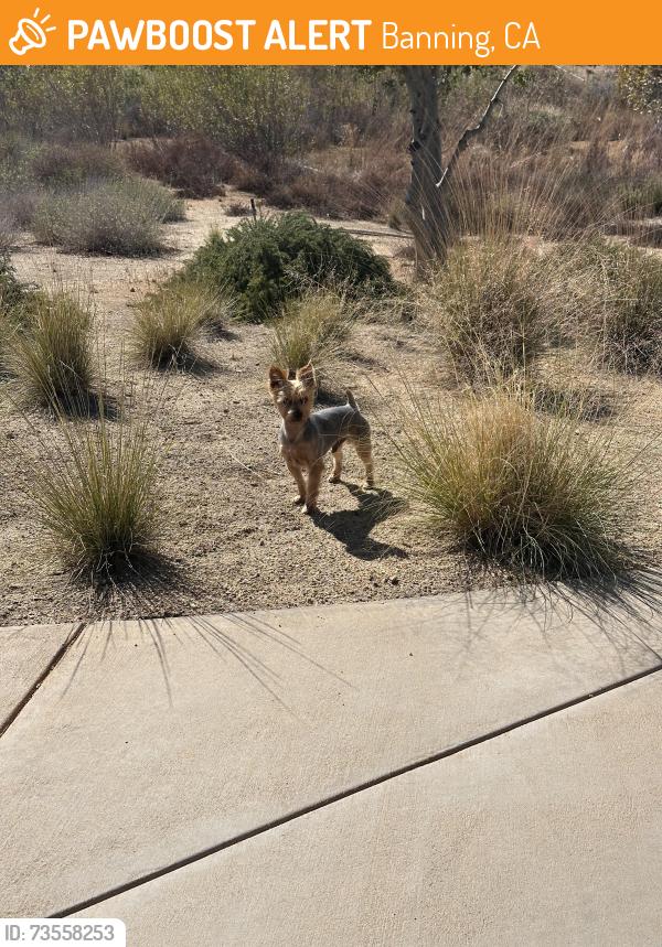 Found/Stray Male Dog last seen Atwell community /dr, Banning, CA 92220