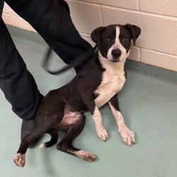 Shelter Stray Male Dog last seen , 2350 Appling City Cove, Memphis, TN 38133, USA