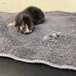 Shelter Stray Female Cat last seen , 361 S Raymond Ave, Pasadena, CA 91105, USA