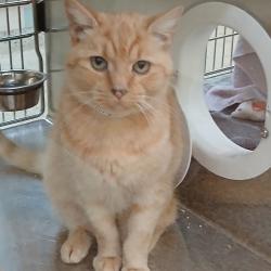 Shelter Stray Male Cat last seen , 361 S Raymond Ave, Pasadena, CA 91105, USA