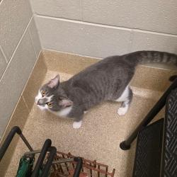 Shelter Stray Male Cat last seen , 54687 Co Rd 19, Bristol, IN 46507, USA