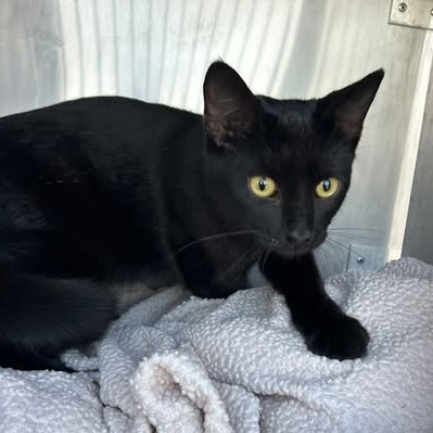 Shelter Stray Male Cat last seen , 54687 Co Rd 19, Bristol, IN 46507, USA