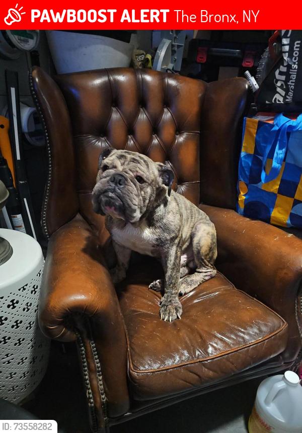 Lost Male Dog last seen Metropolitan ave, The Bronx, NY 10462