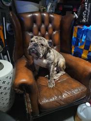 Lost Male Dog last seen Metropolitan ave, The Bronx, NY 10462