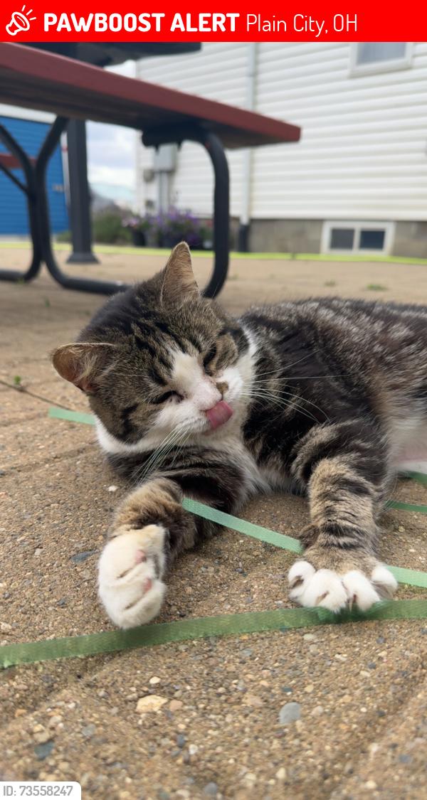 Lost Female Cat last seen Jahovah witness hall, Plain City, OH 43064