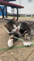 Lost Female Cat last seen Jahovah witness hall, Plain City, OH 43064