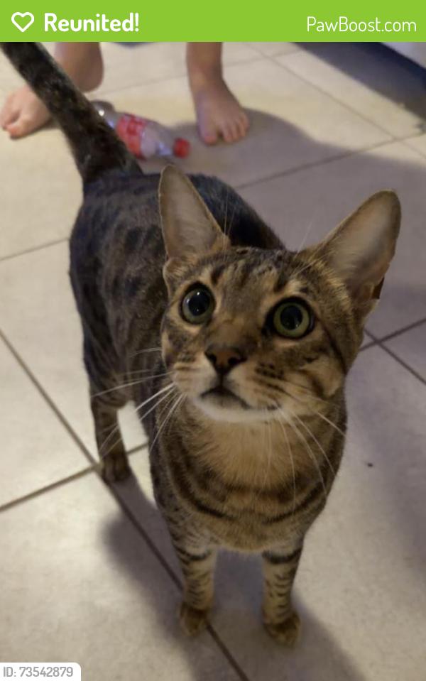 Reunited Male Cat last seen Sw 49th Lane, Cape Coral, FL 33914