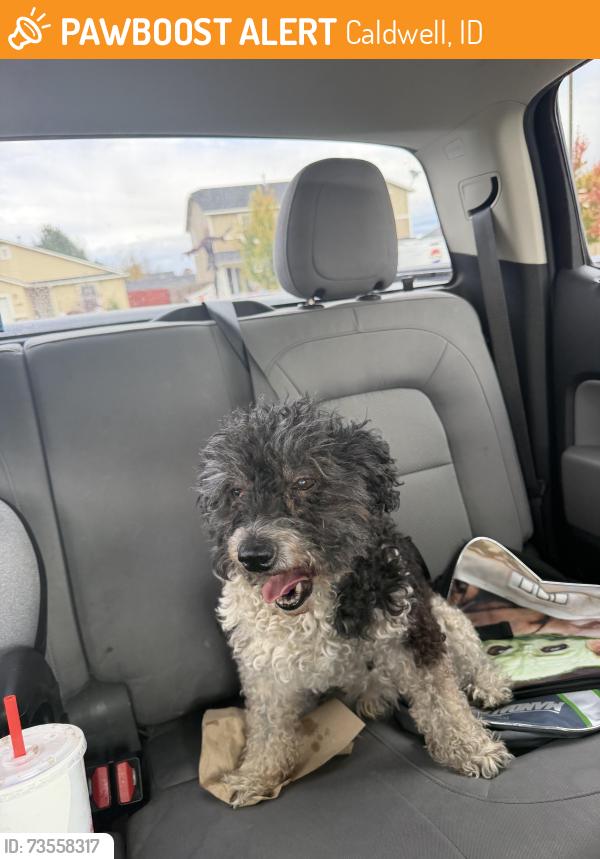 Found/Stray Male Dog last seen KCID and Altomont, Caldwell, ID 83605