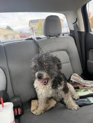 Found/Stray Male Dog last seen KCID and Altomont, Caldwell, ID 83605