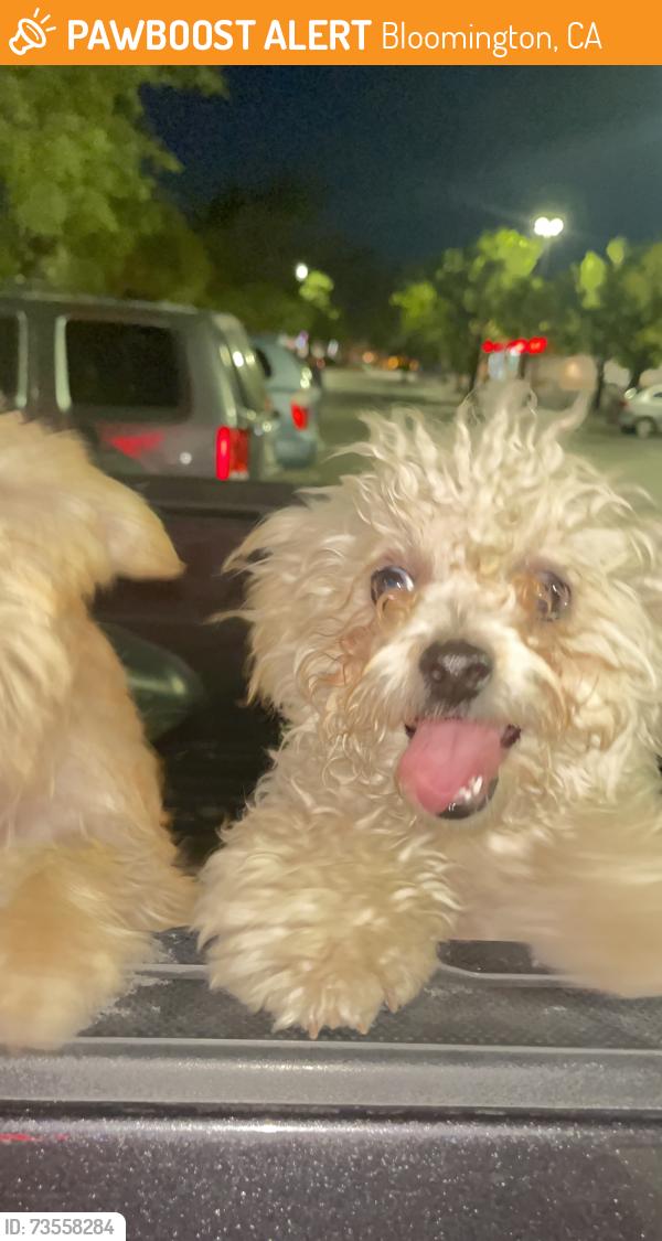Found/Stray Male Dog last seen San Bernardino Ave and Larch Ave, Bloomington, CA 92316