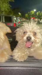 Found/Stray Male Dog last seen San Bernardino Ave and Larch Ave, Bloomington, CA 92316