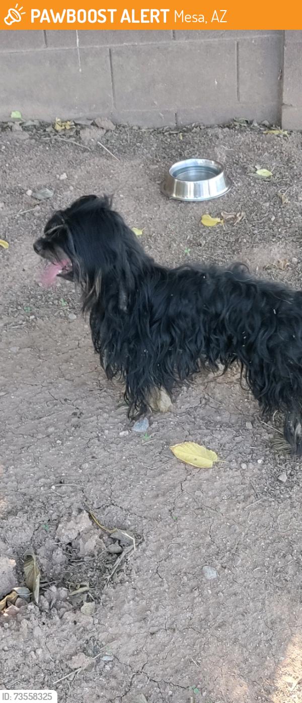 Found/Stray Unknown Dog last seen McKellips & Horne, Mesa, AZ 85203
