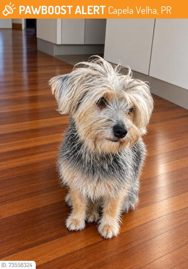 Found/Stray Female Dog last seen Professor Araci da Conceição busquette 170 Araucaria capela velha, Capela Velha, PR 