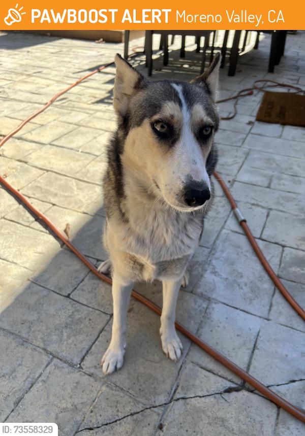Found/Stray Unknown Dog last seen Celebration park, Moreno Valley, CA 92555