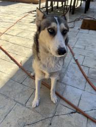 Found/Stray Unknown Dog last seen Celebration park, Moreno Valley, CA 92555