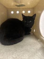 Shelter Stray Male Cat last seen Near Heather Dr, Layton, UT 84040, USA, 1422 E 600 N, Fruit Heights, UT 84037, USA
