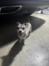 Found/Stray Male Dog last seen Patrick and mountain vie, Pomona, CA 91767