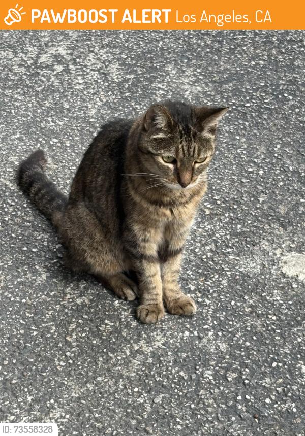 Found/Stray Female Cat last seen On Ave 57 off Figueroa, Los Angeles, CA 90061