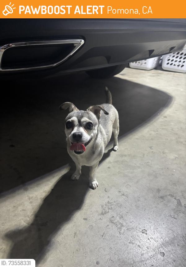 Found/Stray Male Dog last seen Patrick and mountain vie, Pomona, CA 91767