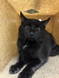 Shelter Stray Male Cat last seen Near Heather Dr, Layton, UT 84040, USA, 1422 E 600 N, Fruit Heights, UT 84037, USA