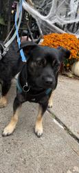 Reunited Male Dog last seen Terrace Pl, Brooklyn, NY 11218, USA, Brooklyn, NY 11218