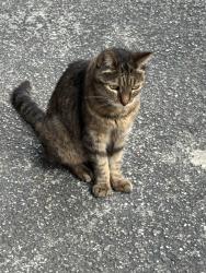 Found/Stray Female Cat last seen On Ave 57 off Figueroa, Los Angeles, CA 90061