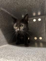 Shelter Stray Female Cat last seen Near Mill St, Bountiful, UT 84010, USA, 1422 E 600 N, Fruit Heights, UT 84037, USA