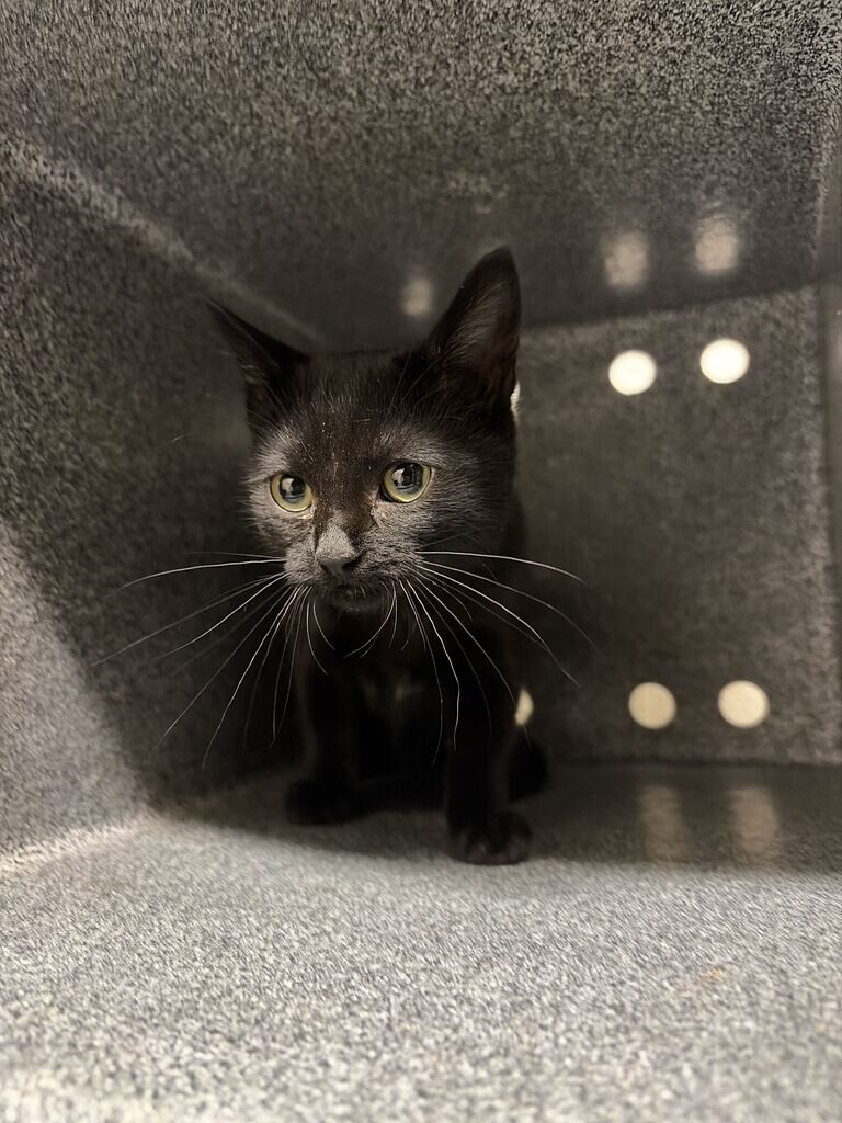 Shelter Stray Female Cat last seen Near Mill St, Bountiful, UT 84010, USA, 1422 E 600 N, Fruit Heights, UT 84037, USA