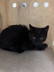 Shelter Stray Male Cat last seen Near Mill St, Bountiful, UT 84010, USA, 1422 E 600 N, Fruit Heights, UT 84037, USA