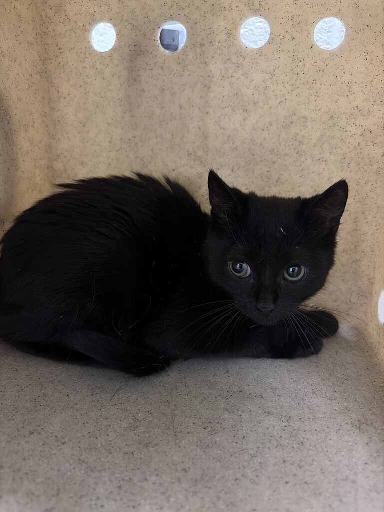 Shelter Stray Male Cat last seen Near Mill St, Bountiful, UT 84010, USA, 1422 E 600 N, Fruit Heights, UT 84037, USA
