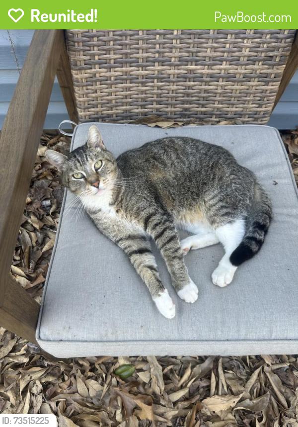 Reunited Male Cat last seen Urbana 6th Grade Center, Urbana, IL 61801