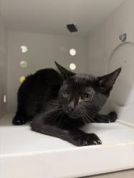 Shelter Stray Female Cat last seen Near Mill St, Bountiful, UT 84010, USA, 1422 E 600 N, Fruit Heights, UT 84037, USA