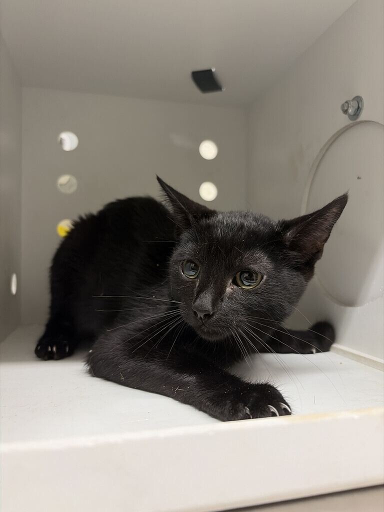 Shelter Stray Female Cat last seen Near Mill St, Bountiful, UT 84010, USA, 1422 E 600 N, Fruit Heights, UT 84037, USA