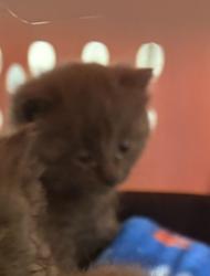 Shelter Stray Female Cat last seen Near N 4350 W, West Point, UT 84015, USA, 1422 E 600 N, Fruit Heights, UT 84037, USA