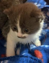 Shelter Stray Female Cat last seen Near N 4350 W, West Point, UT 84015, USA, 1422 E 600 N, Fruit Heights, UT 84037, USA