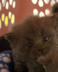 Shelter Stray Female Cat last seen Near N 4350 W, West Point, UT 84015, USA, 1422 E 600 N, Fruit Heights, UT 84037, USA