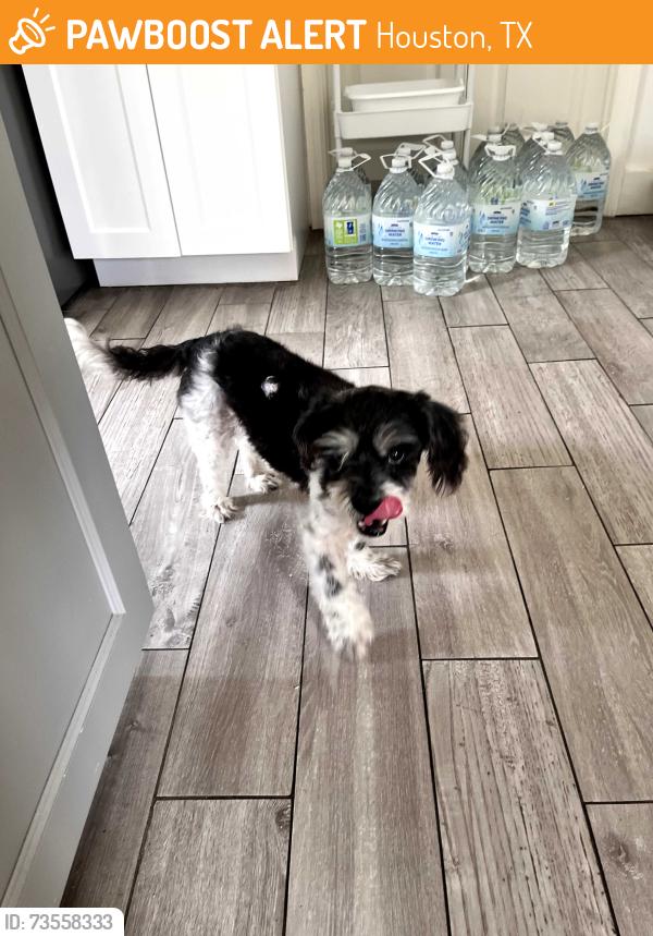 Found/Stray Female Dog last seen Westwillow Dog Park, Houston, TX 77064