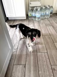 Found/Stray Female Dog last seen Westwillow Dog Park, Houston, TX 77064