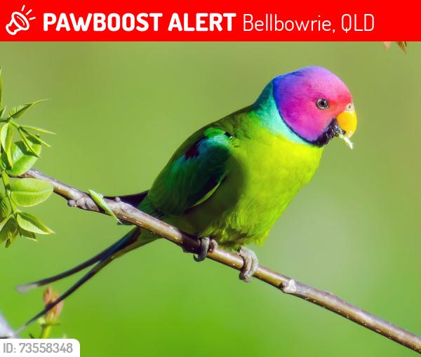 Lost Male Bird last seen Kangaroo gully road and Church Road, Bellbowrie, QLD 4070