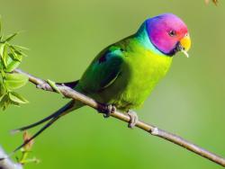 Lost Male Bird last seen Kangaroo gully road and Church Road, Bellbowrie, QLD 4070