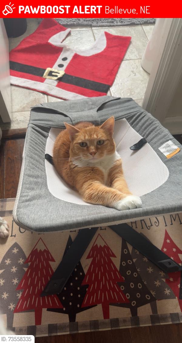 Lost Female Cat last seen Leawood drive, Bellevue, NE 68123