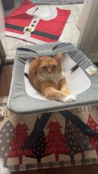 Lost Female Cat last seen Leawood drive, Bellevue, NE 68123