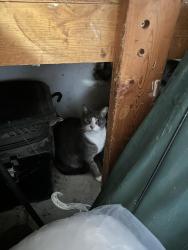 Reunited Unknown Cat last seen Griswold road., South Lyon, MI 48178
