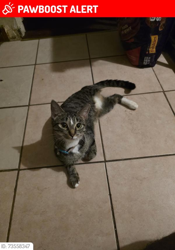 Lost Female Cat last seen Olympia Drive, Country Club Hills, IL 60478