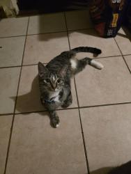 Lost Female Cat last seen Olympia Drive, Country Club Hills, IL 60478