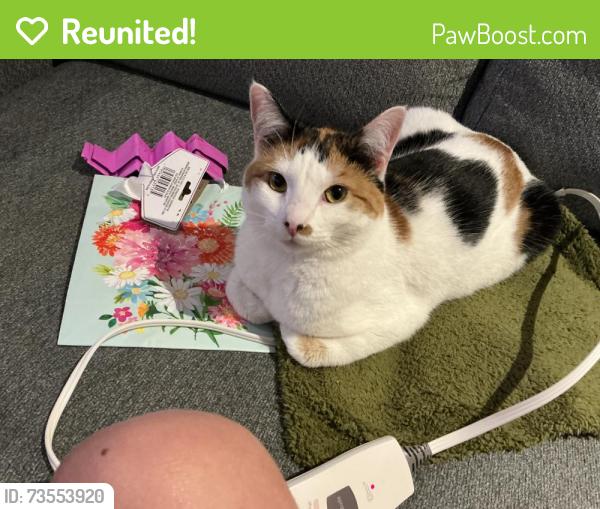 Reunited Female Cat last seen Seymour Tn, Seymour, TN 37865