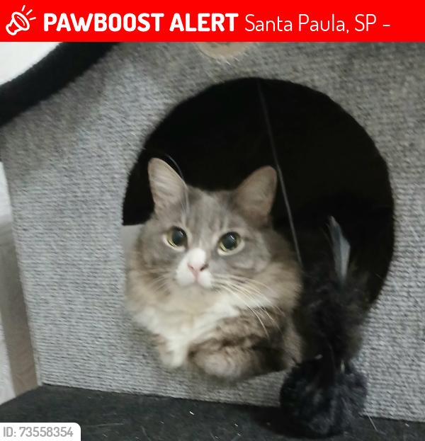 Lost Male Cat last seen Rua Gilherme de Almeida,86, Santa Paula, SP 09540-840
