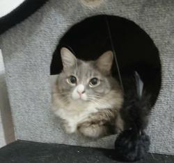 Lost Male Cat last seen Rua Gilherme de Almeida,86, Santa Paula, SP 09540-840