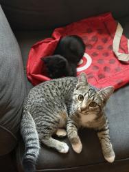 Lost Female Cat last seen in front of the go go amigo market, Oakland, CA 94603